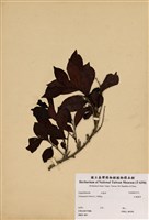 藏品(大飛揚草)的圖片